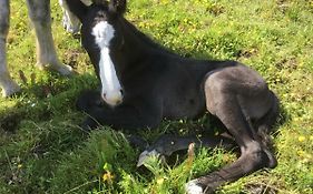 Dromelihy House Stud